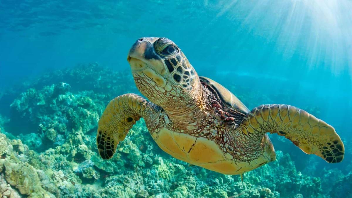 Mindful Earth Change Episode 02 001